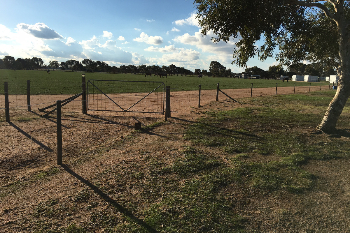 Saving Lives: How Your Generosity Sustained 23 Horses Through the W.A. Drought Crisis