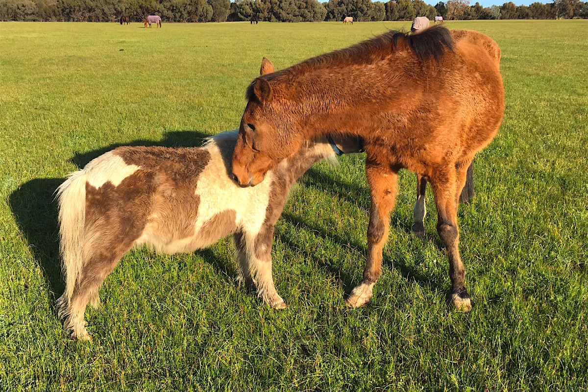 Finding Friendship: Honner’s Heartwarming Journey at Calan Horse Sanctuary