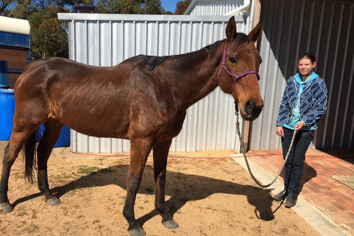 Omar’s Journey: Finding Love and Healing at Calan Horse Sanctuary