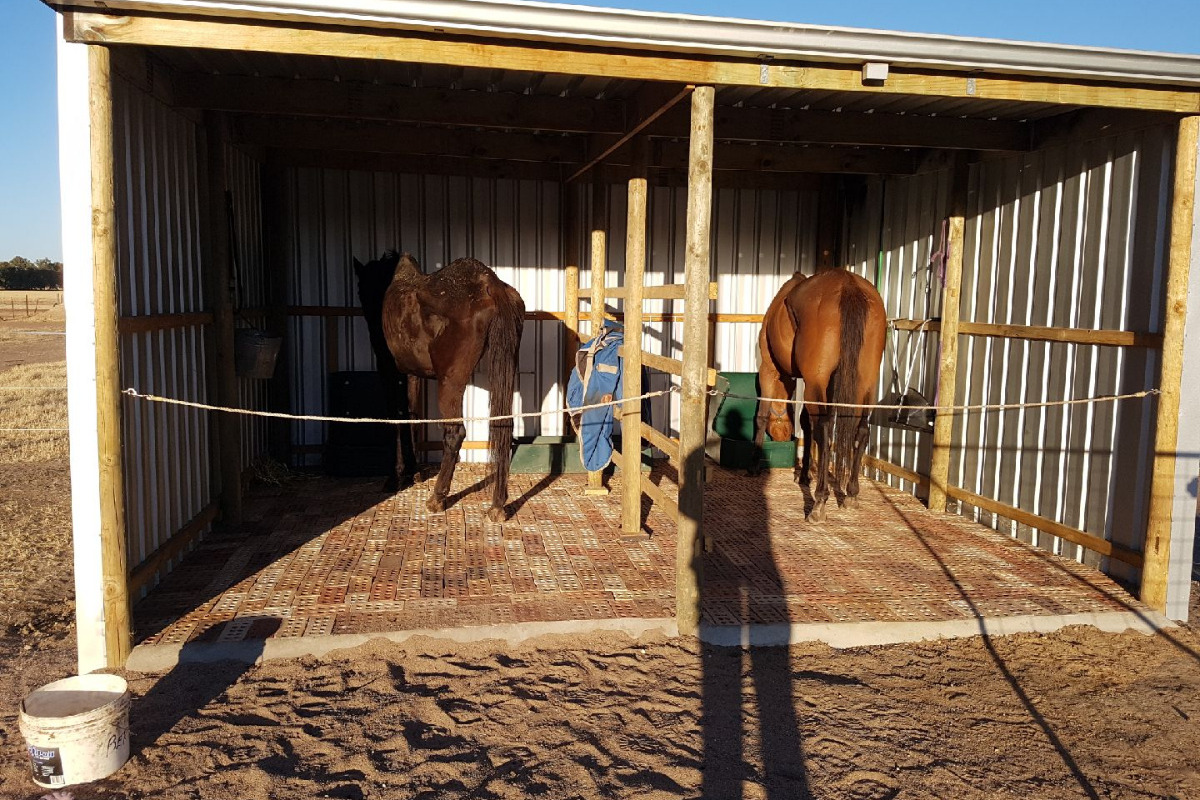Empowering Beriah: A Vision for Quality Life Amidst Challenges at Calan Horse Sanctuary
