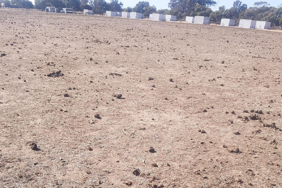 Urgent Appeal: Help Feed Special Needs Horses at Calan Horse Sanctuary in Western Australia