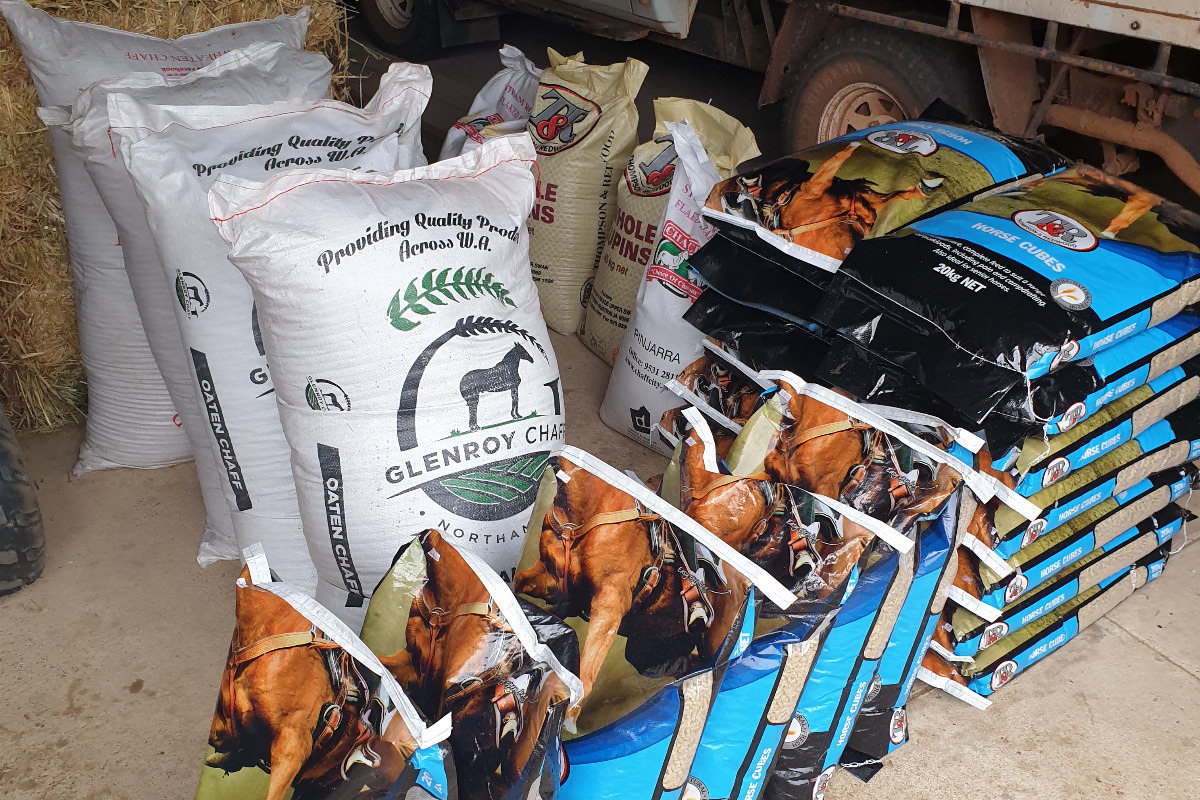 Supporting Equine Well-Being: Your Impact on Calan Horse Sanctuary’s Residents