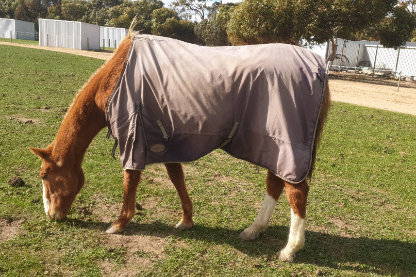 Honoring TEX: A Reflection on Love, Loss, and Life at Calan Horse Sanctuary