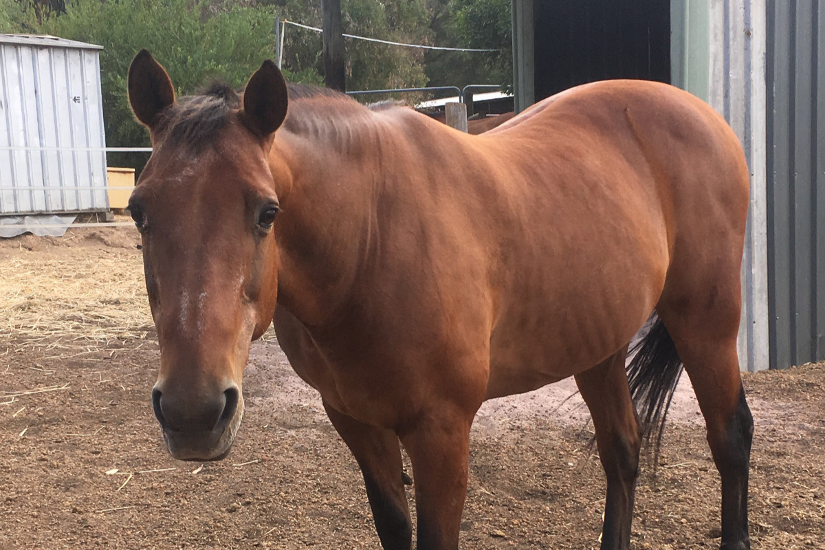 Farewell to Vivek: Honouring the Wisdom of a Beloved Horse at Calan Sanctuary