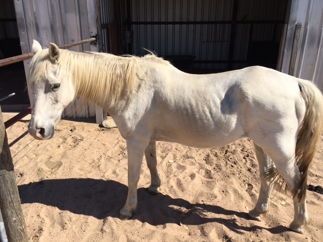 Support Brodie and His Equine Companions at Calan Horse Sanctuary