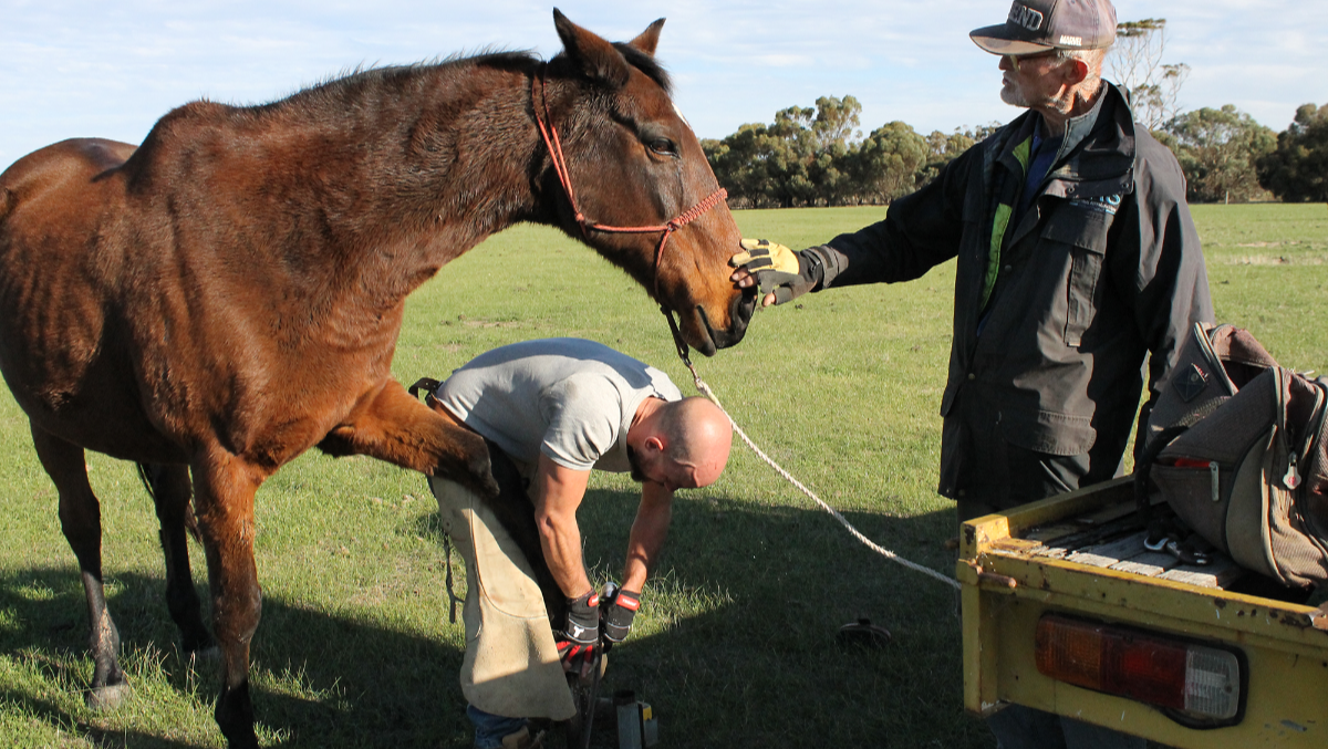 Calan Sanctuary Update: Horse Health, Hoof Care, and Volunteer Experience