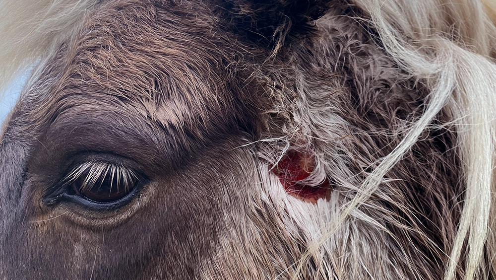 Calan Pastures Update: Horse Health and Herd Dynamics