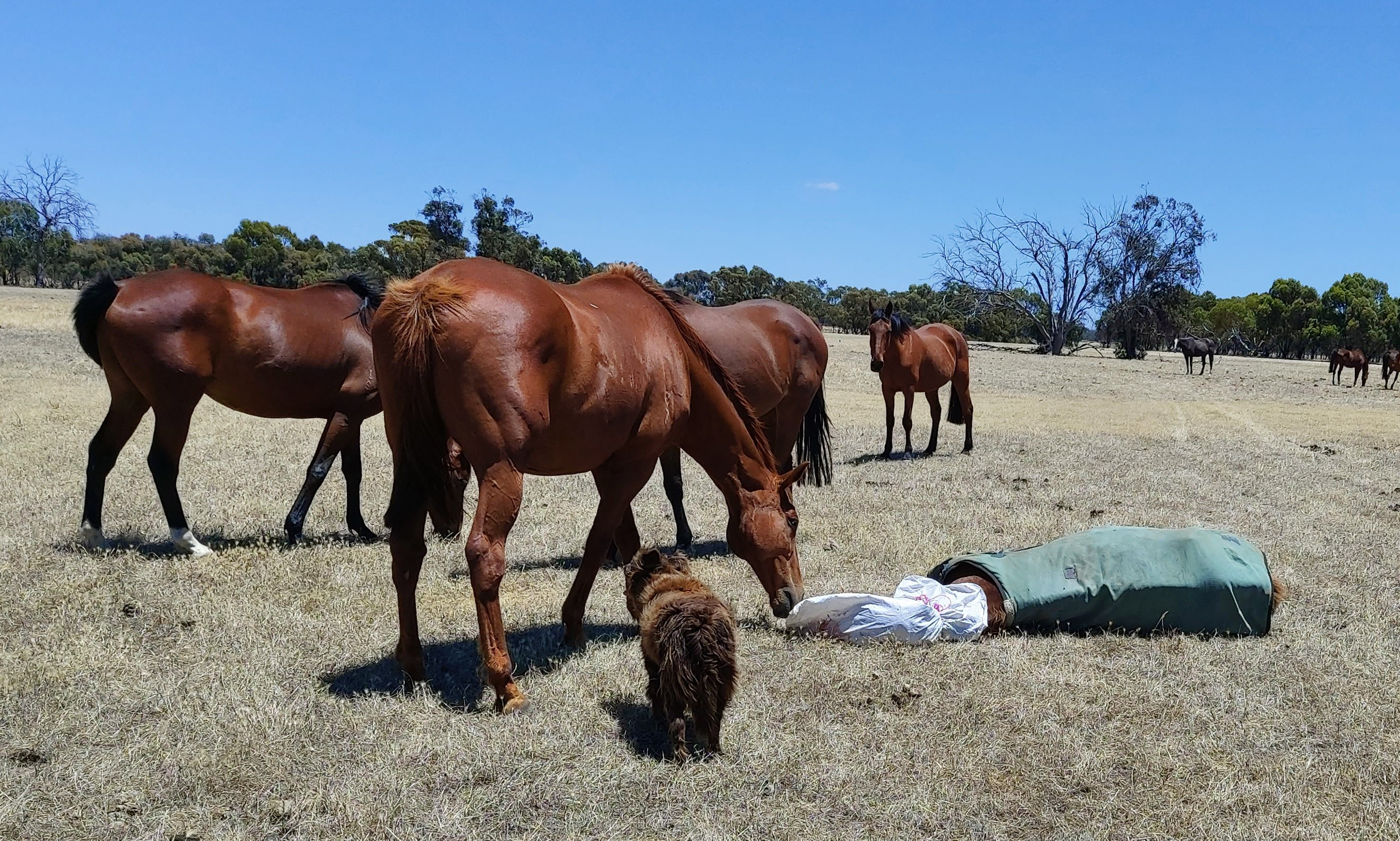 A New Beginning and Fond Farewell: Calan Horse Sanctuary’s Circle of Life