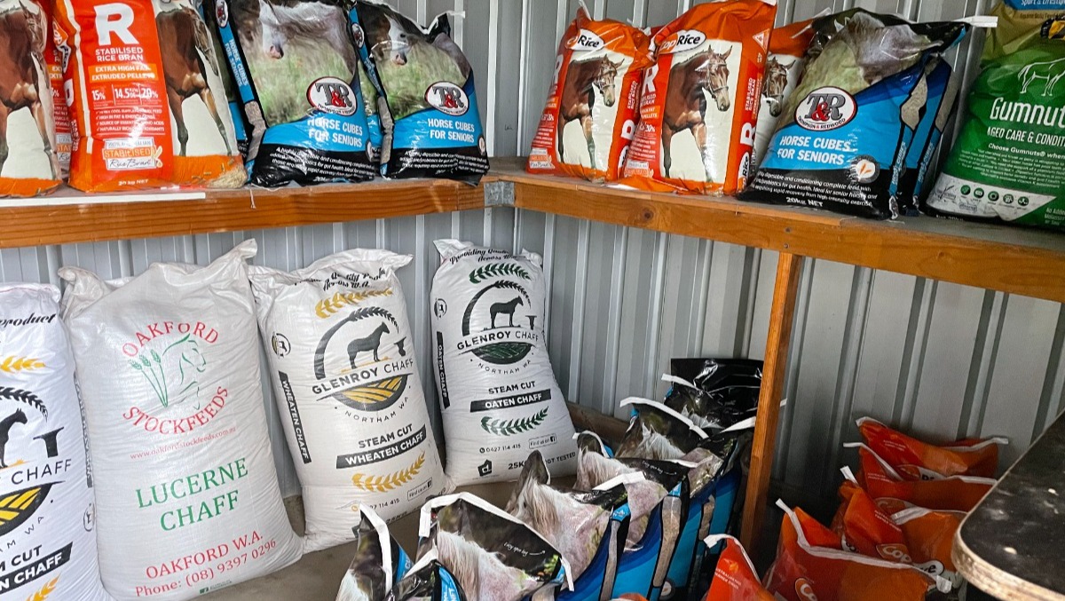 Caring for Our Horses: Dental Health and Funding Updates at Calan Horse Sanctuary
