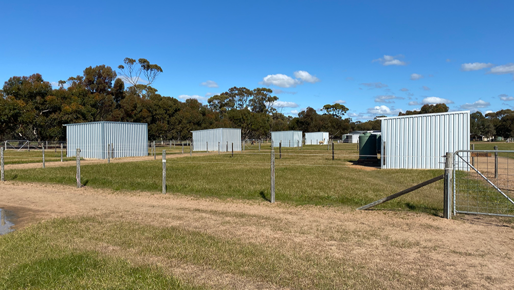 Efficient Care and Routine: Inside Calan Horse Sanctuary’s Daily Operations