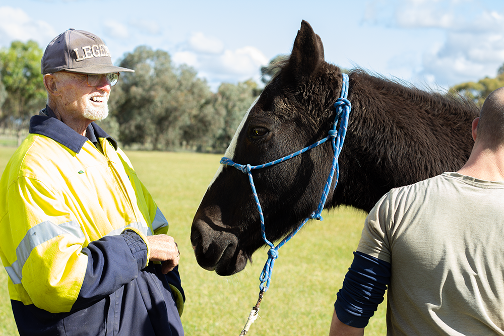 Calan Horse Sanctuary Updates: A New Chapter in Donations and Herd Health