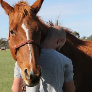 Forever Home Halters "The Honner"